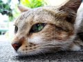 Sigh_by_rinovua.jpg